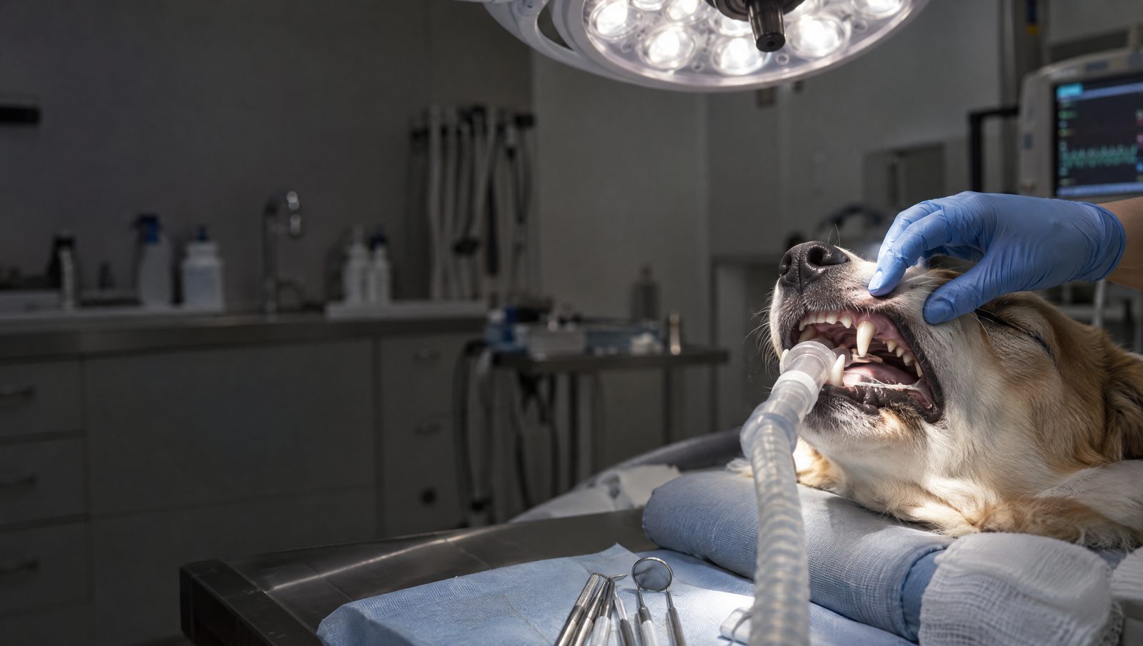 Gloved hand lifting the upper lip of an anesthetized dog in dental recumbency under the operating light